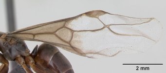 600px-Lasius_meridionalis_casent0172711_profile_2.jpg
