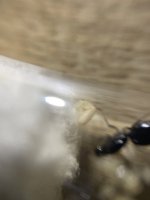 IMG_0463.jpeg