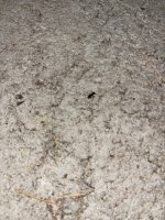 IMG_2682.jpeg