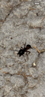 IMG_2686.png