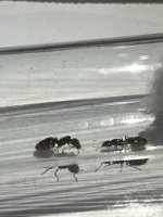 IMG_2341.jpeg