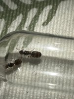 IMG_2338.jpeg