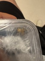 IMG_3415.jpeg