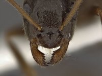 1280px-Lasius_niger_worker_clypeus.jpg