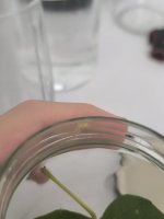 IMG_20250707_151411.jpg
