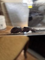 IMG_2749.jpeg