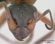 300px-Formica_pratensis_casent0173141_head_1.jpg