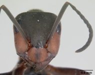300px-Formica_pratensis_casent0173142_head_1.jpg