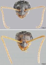 330px-Lepisiota_frauenfeldi_F114.7-8_queen_both_morpho.jpg