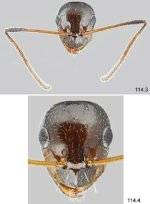 330px-Lepisiota_frauenfeldi_F114.3-4_morpho_1.jpg
