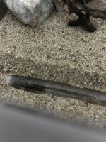 IMG_1037.jpeg