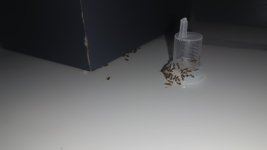 IMG-20250707-WA0059.jpeg