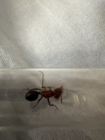 IMG_8037.jpeg