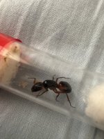 IMG_8045.jpeg