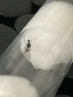 IMG_2700.jpeg