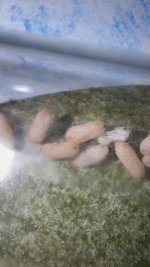 IMG_6474.jpeg