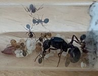 IMG_1202.jpeg