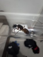 IMG_1637.jpeg