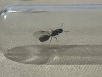 IMG-20250711-WA0003.jpg