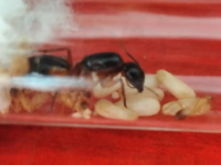 resim_2025-07-11_040440860.png