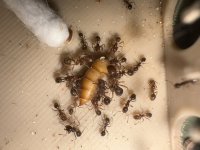 IMG_5807.jpeg