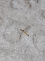 IMG_20250712_224147.jpg