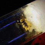 Lasius üstten bakan.jpg