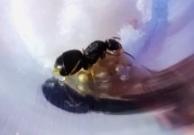 Lasius.jpg