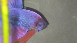 Betta Balığı 