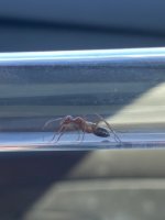 IMG_8037.jpeg