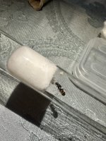 IMG_2031.jpeg