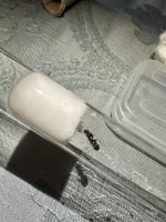 IMG_2032.jpeg