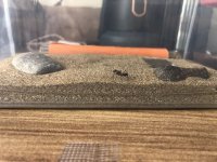 IMG_0919.jpeg