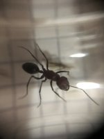 IMG_0910.jpeg