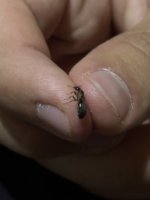 IMG_4188.jpeg