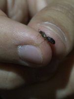 IMG_4185.jpeg