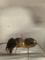 IMG_2931.jpeg