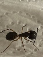 IMG_2917.jpeg