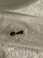 IMG_2915.jpeg