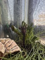 IMG_8960.jpeg