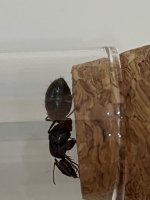 IMG_2955.jpeg