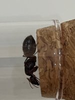 IMG_2953.jpeg