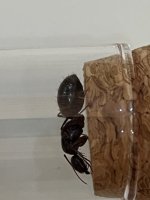 IMG_2954.jpeg