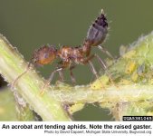 acrobat ant 3.jpg