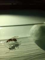 IMG_20250717_234223.jpg