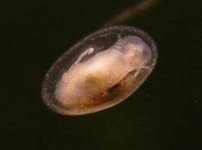 limpet 1.jpeg limpet 1.jpeg