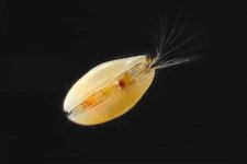 ostracod 1.jpeg ostracod 1.jpeg