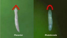 rhabdocoela vs planarya.jpeg rhabdocoela vs planarya.jpeg