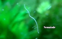 nematode.jpeg nematode.jpeg