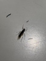 IMG_2789.jpeg